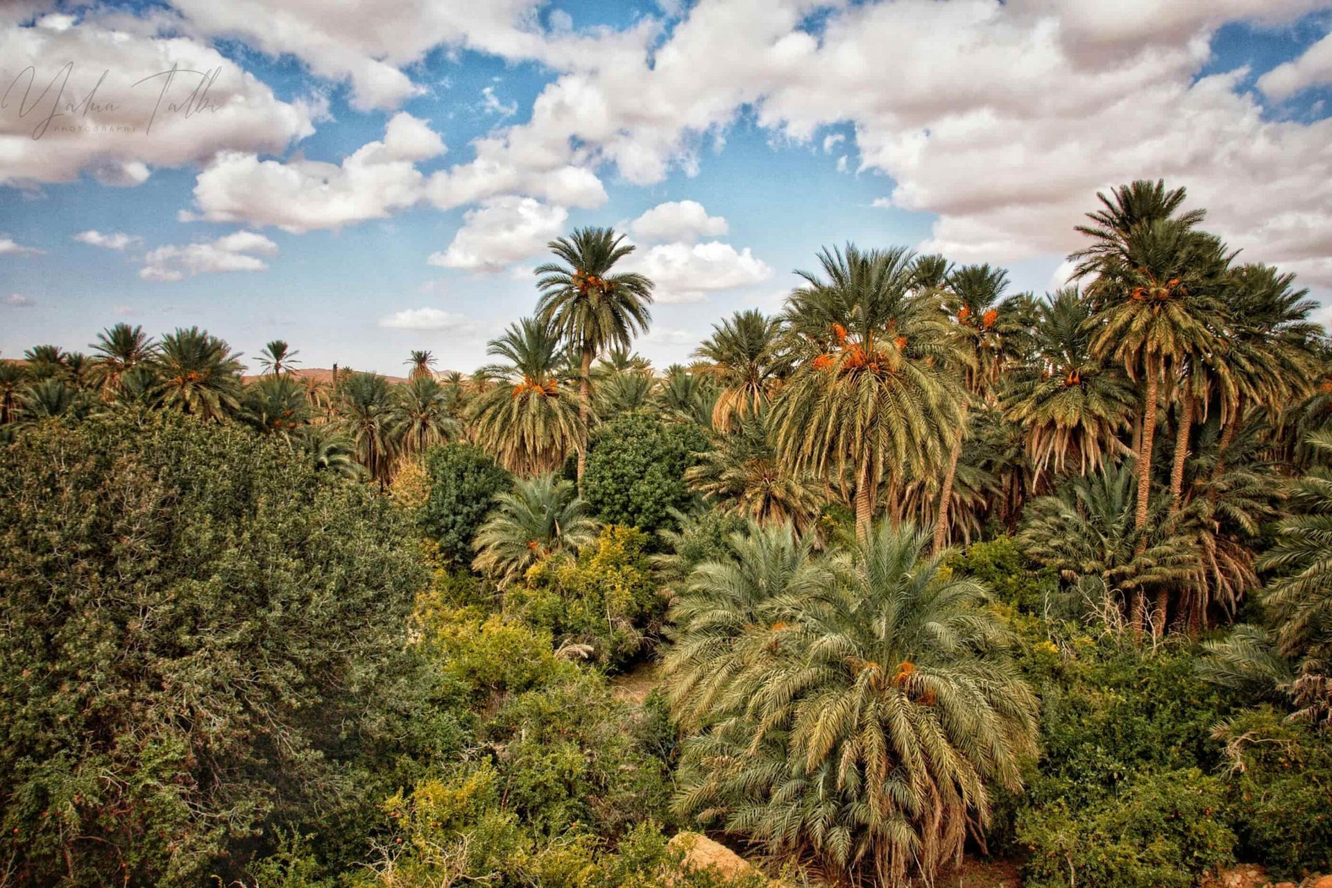 Palmeraie oasis — Irocha, Tisselday